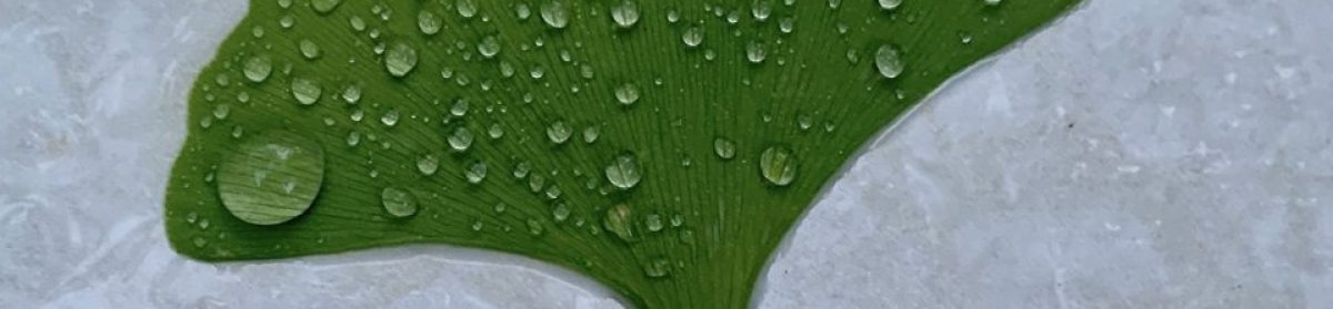 HAIKU ALBUM – Leo Mesman